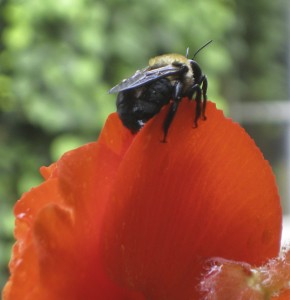 Bee on Begonia