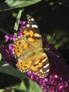 Painted Lady