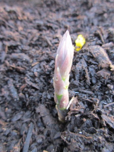 asparagus emerging