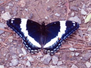 A white admiral taking advantage of moist earth