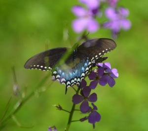 black swallowtail II
