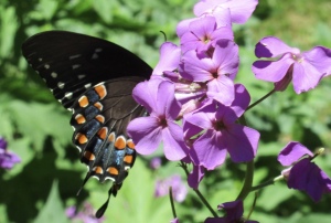 cropped blk swallowtail