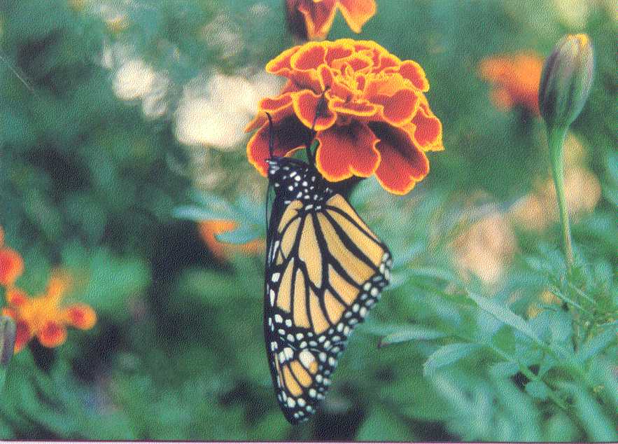 Monarch Butterfly with Marigold