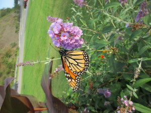 monarch on phlox
