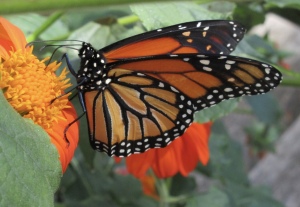 monarch tithonia