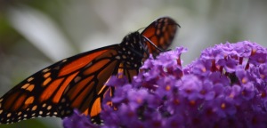 october monarch