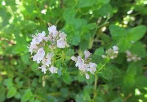 oregano flower