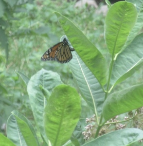 ovipositing monarch