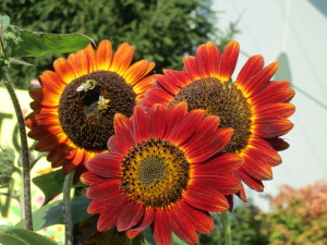 sunflower trio