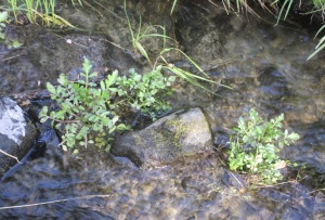 watercress in stream