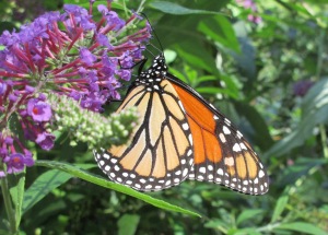 monarch on butterfly bush